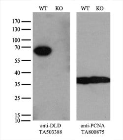 DLD Monoclonal Antibody (OTI8A10), TrueMAB , OriGene 30 &mu;L; Unconjugated:Antibodies,
