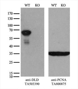 DLD Mouse anti-Human, Clone: OTI4E11, lyophilized, TrueMAB 100 &mu;g; Unconjugated:Antibodies,