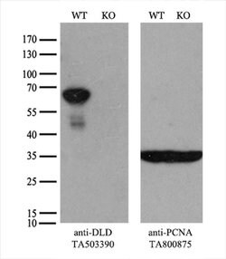 DLD Monoclonal Antibody (OTI4E11), TrueMAB , OriGene 30 &mu;L; Unconjugated:Antibodies,
