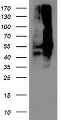 DLD Mouse anti-Canine, Human, Mouse, Rat, Clone: OTI5G7, liquid, TrueMAB