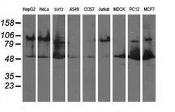 DLD Mouse anti-Canine, Human, Mouse, Rat, Clone: OTI5G7, liquid, TrueMAB