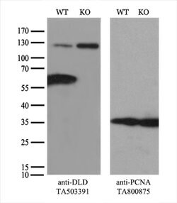 DLD Mouse anti-Canine, Human, Mouse, Rat, Clone: OTI5G7, liquid, TrueMAB