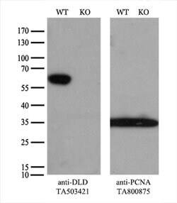 DLD Monoclonal Antibody (OTI6G6), TrueMAB , OriGene 100 &mu;L; Unconjugated:Antibodies,