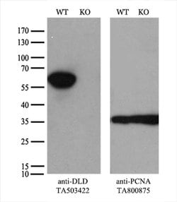 DLD Monoclonal Antibody (OTI4A10), TrueMAB , OriGene 30 &mu;L; Unconjugated:Antibodies,