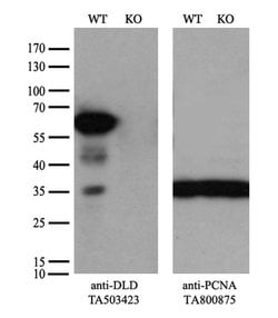 DLD Monoclonal Antibody (OTI4D5), TrueMAB , OriGene 100 &mu;L; Unconjugated:Antibodies,