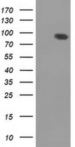 DLG3 Monoclonal Antibody (OTI5F1), TrueMAB , OriGene 30 &mu;L; Unconjugated:Antibodies,