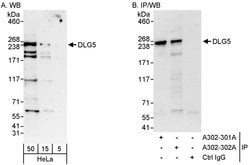 DLG5 Rabbit anti-Human, Polyclonal, Bethyl Laboratories 100 &mu;L; Unconjugated:Antibodies,