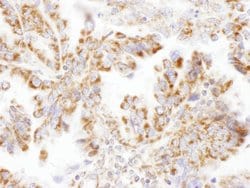 DLST Rabbit anti-Human, Mouse, Polyclonal, Bethyl Laboratories 100 &mu;L;