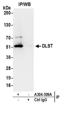 DLST Rabbit anti-Human, Mouse, Polyclonal, Bethyl Laboratories 100 &mu;L;