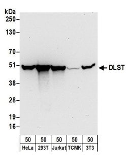 DLST Rabbit anti-Human, Mouse, Polyclonal, Bethyl Laboratories 100 &mu;L;