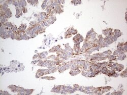 DLX4 Monoclonal Antibody (OTI8A1), TrueMAB , OriGene 100 &mu;L; Unconjugated:Antibodies,