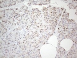 DLX4 Monoclonal Antibody (OTI8A1), TrueMAB , OriGene 100 &mu;L; Unconjugated:Antibodies,