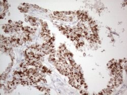 DLX4 Monoclonal Antibody (OTI8A1), TrueMAB , OriGene 100 &mu;L; Unconjugated:Antibodies,