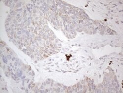 DLX4 Monoclonal Antibody (OTI8A1), TrueMAB , OriGene 100 &mu;L; Unconjugated:Antibodies,