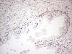 DLX4 Monoclonal Antibody (OTI8A1), TrueMAB , OriGene 100 &mu;L; Unconjugated:Antibodies,