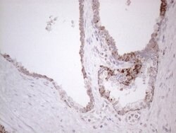 DLX4 Monoclonal Antibody (OTI8A1), TrueMAB , OriGene 100 &mu;L; Unconjugated:Antibodies,