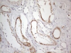 DLX4 Monoclonal Antibody (OTI8A1), TrueMAB , OriGene 100 &mu;L; Unconjugated:Antibodies,