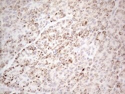 DLX4 Monoclonal Antibody (OTI7C8), TrueMAB , OriGene 100 &mu;L; Unconjugated:Antibodies,