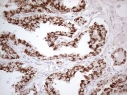 DLX4 Monoclonal Antibody (OTI7C8), TrueMAB , OriGene 100 &mu;L; Unconjugated:Antibodies,