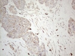 DLX4 Monoclonal Antibody (OTI7C8), TrueMAB , OriGene 100 &mu;L; Unconjugated:Antibodies,