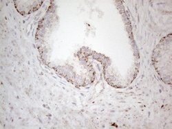 DLX4 Monoclonal Antibody (OTI7C8), TrueMAB , OriGene 100 &mu;L; Unconjugated:Antibodies,