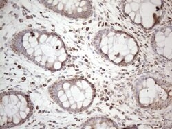 DLX4 Monoclonal Antibody (OTI7C8), TrueMAB , OriGene 100 &mu;L; Unconjugated:Antibodies,