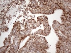 DLX4 Monoclonal Antibody (OTI7C8), TrueMAB , OriGene 100 &mu;L; Unconjugated:Antibodies,