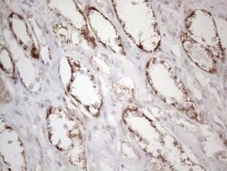 DLX4 Monoclonal Antibody (OTI7C8), TrueMAB , OriGene 100 &mu;L; Unconjugated:Antibodies,