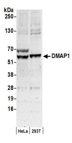 DMAP1 Goat anti-Human, Polyclonal, Bethyl Laboratories 100 &mu;L; Unconjugated:Antibodies,