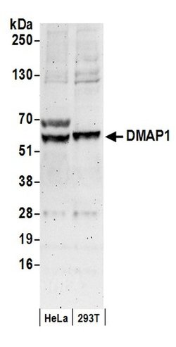 DMAP1 Polyclonal Antibody, Bethyl Laboratories:Antibodies:Primary Antibodies