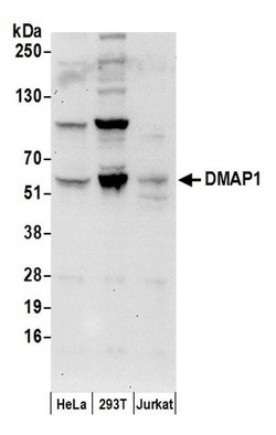 DMAP1 Polyclonal Antibody, Bethyl Laboratories:Antibodies:Primary Antibodies