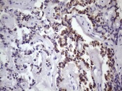 DMRT1 Monoclonal Antibody (OTI4B5), TrueMAB , OriGene 100 &mu;L; Unconjugated:Antibodies,