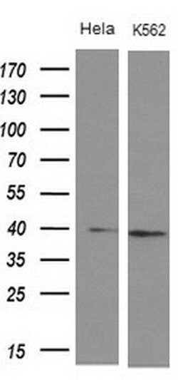 DMRT1 Mouse anti-Human, Clone: OTI1G10, lyophilized, TrueMAB 100 &mu;g;