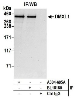 DMXL1 Rabbit anti-Human, Polyclonal, Bethyl Laboratories 100 &mu;L; Unconjugated:Antibodies,