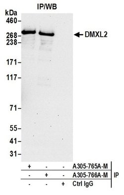 DMXL2 Polyclonal Antibody, Bethyl Laboratories 20 &mu;L; Unconjugated:Antibodies,