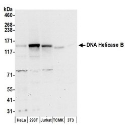 DNA Helicase B Rabbit anti-Human, Mouse, Polyclonal, Bethyl Laboratories