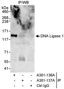DNA Ligase 1 Rabbit anti-Human, Polyclonal, Bethyl Laboratories 100 &mu;L;