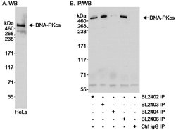 DNA-PKcs Rabbit anti-Human, Polyclonal, Bethyl Laboratories 100 &mu;l;