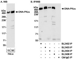 DNA-PKcs Rabbit anti-Human, Polyclonal, Bethyl Laboratories 100 &mu;L;