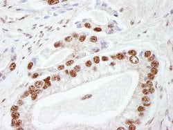 DNA-PKcs Polyclonal Antibody, Bethyl Laboratories 10 &mu;L; Unconjugated:Antibodies,