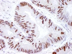DNA-PKcs Polyclonal Antibody, Bethyl Laboratories 10 &mu;L; Unconjugated:Antibodies,