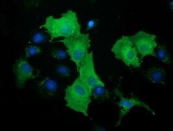 DNAJA2 Mouse anti-Human, Clone: OTI1C4, lyophilized, TrueMAB 100 &mu;g;
