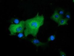 DNAJA2 Mouse anti-Canine, Human, Rat, Clone: OTI1G3, lyophilized, TrueMAB