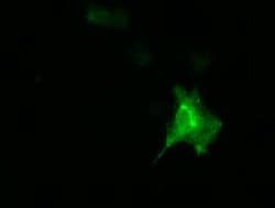 DNAJA2 Monoclonal Antibody (OTI3H10), TrueMAB , OriGene 100 &mu;L; Unconjugated:Antibodies,