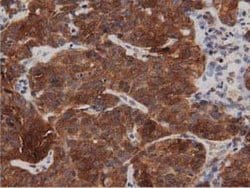 DNAJA2 Mouse anti-Canine, Human, Rat, Clone: OTI1G3, lyophilized, TrueMAB