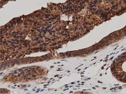 DNAJA2 Mouse anti-Canine, Human, Rat, Clone: OTI1G3, lyophilized, TrueMAB