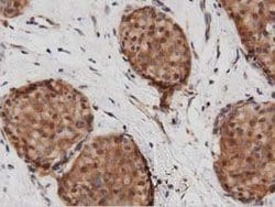 DNAJA2 Mouse anti-Canine, Human, Rat, Clone: OTI1G3, lyophilized, TrueMAB