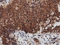 DNAJA2 Mouse anti-Canine, Human, Rat, Clone: OTI1G3, lyophilized, TrueMAB