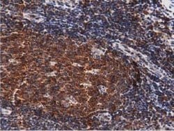 DNAJA2 Mouse anti-Canine, Human, Rat, Clone: OTI1G3, lyophilized, TrueMAB