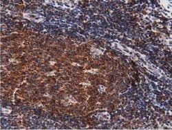 DNAJA2 Monoclonal Antibody (OTI1G3), TrueMAB , OriGene 100 &mu;L; Unconjugated:Antibodies,